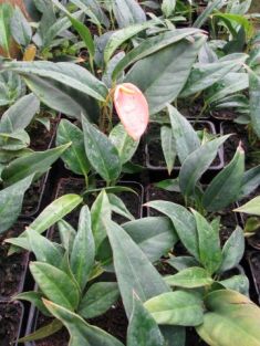anthurium scherzerianum mini