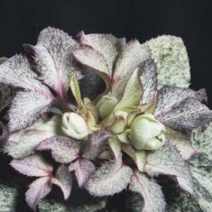 helleborus argtifolius "snow fever"