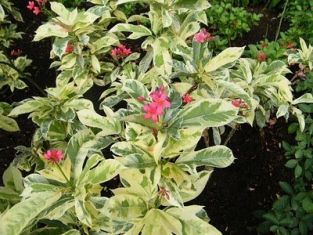 jatropha intergerrima variegated