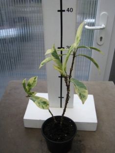 jatropha intergerrima variegated - jatrofa panašovaná