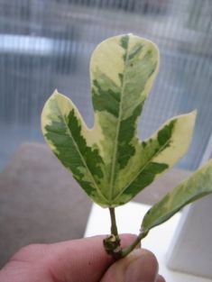 jatropha intergerrima variegated