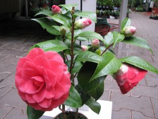 camellia "palazzo tursi"