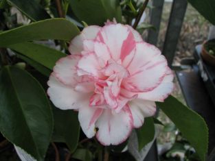 camellia "shuchuka" - kamélie