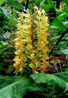 Hedychium