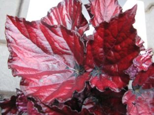 begonia "red bull"