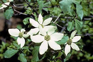 cornus nuttallii - dřín Nuttelův