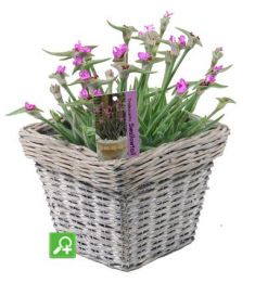 tradescantia "swifttale" - voděnka, podénka