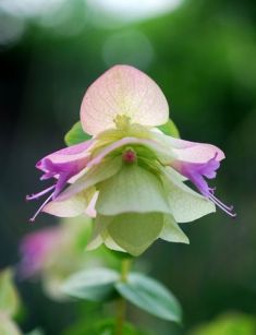 origanum rotundifolium