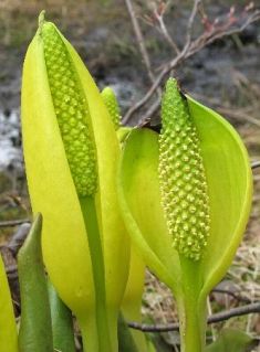 lysichiton americanus - kapsovec americký