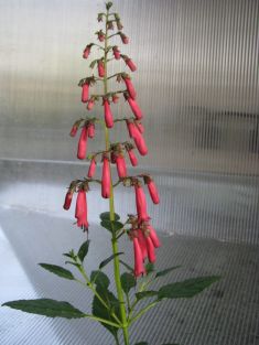 phygelius