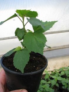 hibiscus moscheutos "kooper king"