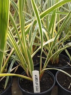 phormium tenax "wings of gold"