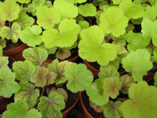 heuchera "electra"