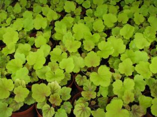 heuchera "electra" - dlužicha