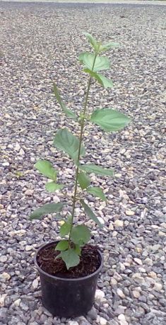 cornus mas - dřín