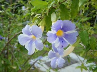 thunbergia erecta "fairy moon" - tunbergie, zuzana