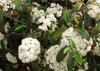 Viburnum "pragense" - kalina pražská