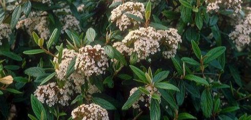 viburnum "pragense"