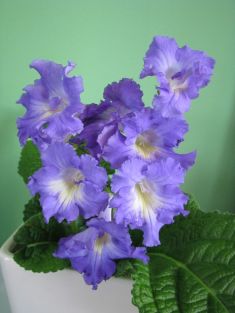 streptocarpus "smerf"