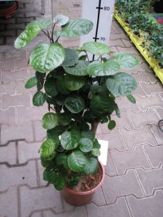 polyscias "fabian"
