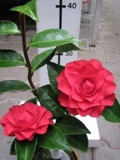 camellia "dilecta"