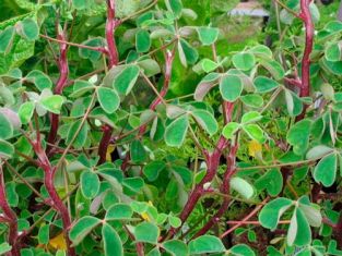 oxalis tuberosa