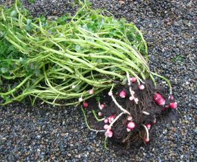 oxalis tuberosa