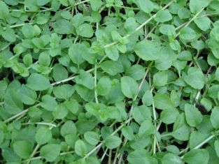 mentha pulegium "nanum" - máta kobercová