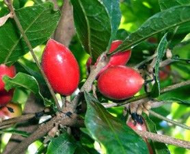 synsepalum dulcificum, miracle fruit