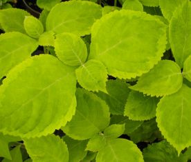 Leucosceptrum stellipilum "october moon"
