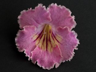streptocarpus "hot ice"
