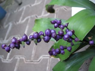 lymania smithii