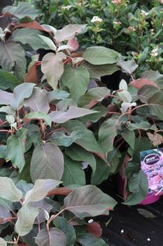hydrangea aspera "hot chocolate"