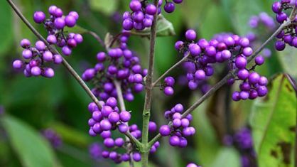 Callicarpa - krásnoplodka