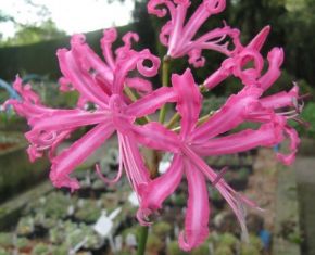 nerine bowdenii pink