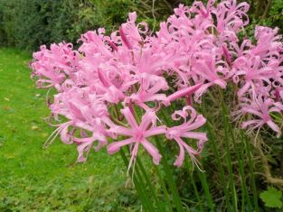 nerine bowdenii pink