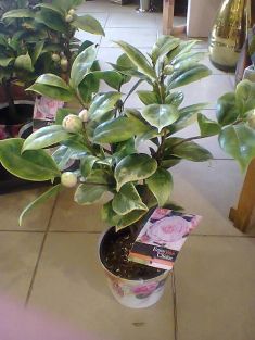 camellia "dazzling pink"