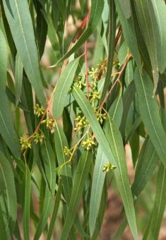 Eucalyptus camaldulensis