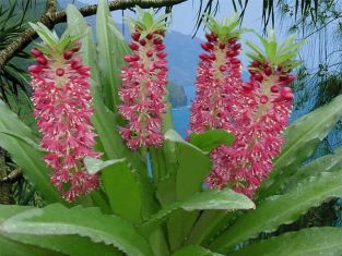 eucomis " aloha lily nani"