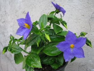 exacum trinervium "purple kandy" - hořepník