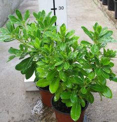 pittosporum tobira " nanum "