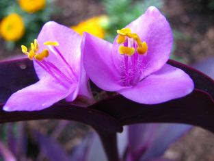 tradescantia pallida " purpurea"