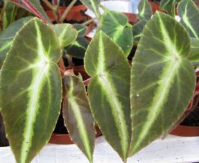 begonia listada