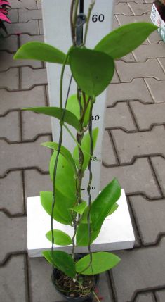hoya mindorensis yellow