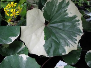 farfugium japonicum "argenteum"