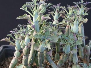 senecio articulatus