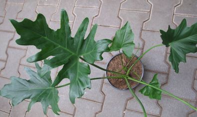 philodendron selloum " cum laude"