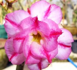 adenium obesum " amazing tripple"