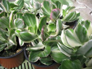 crassula ovata variegata