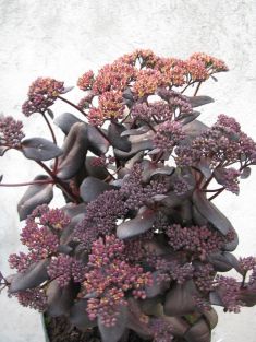 sedum "touchdown teak" - rozchodník